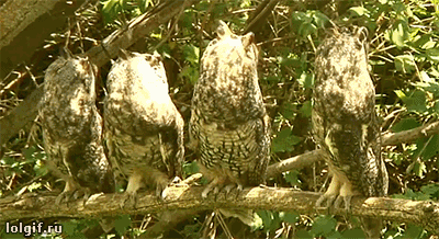 owls-are-a-hoot-a-half.gif
