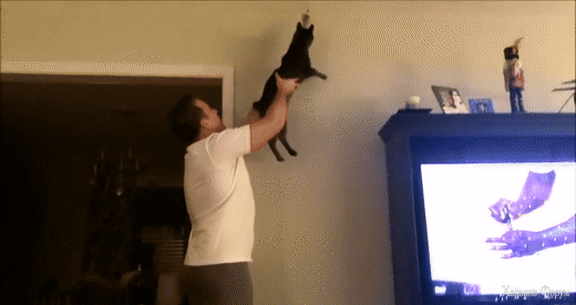 Owner_And_Cat_Team_Up_To_Kill_Insect (1).gif
