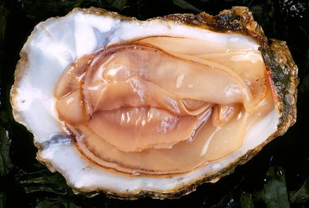 oyster.webp