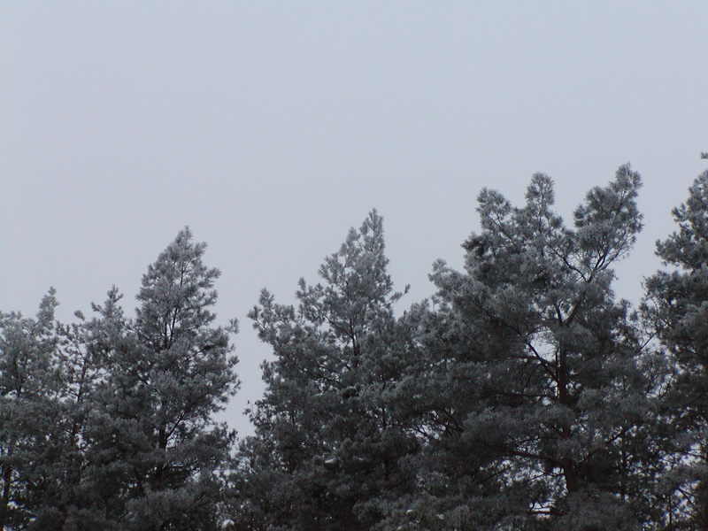 P1010057.jpg