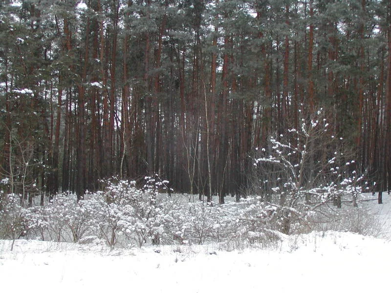 P1010058.webp