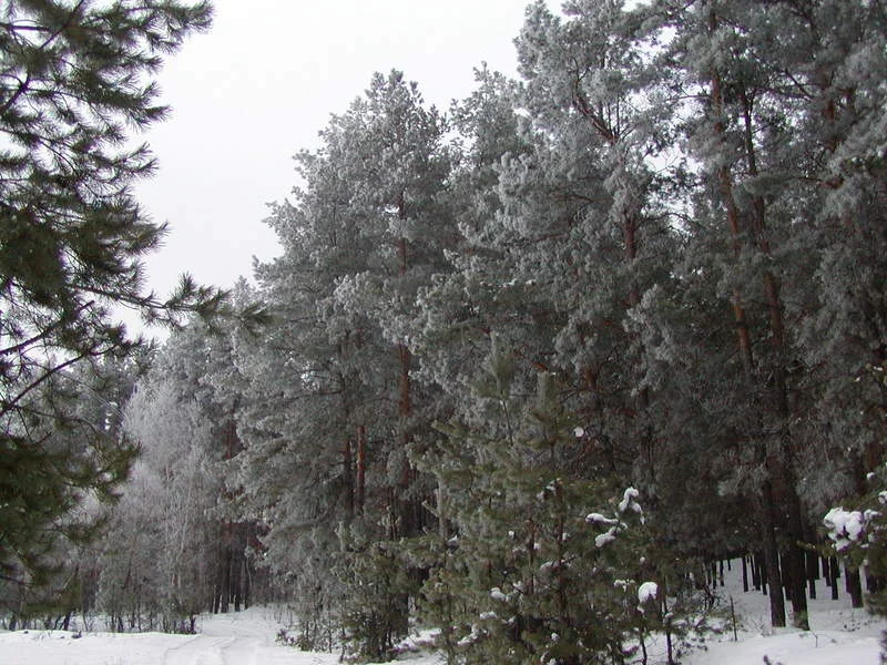 P1010064.webp