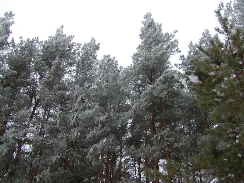P1010065.jpg
