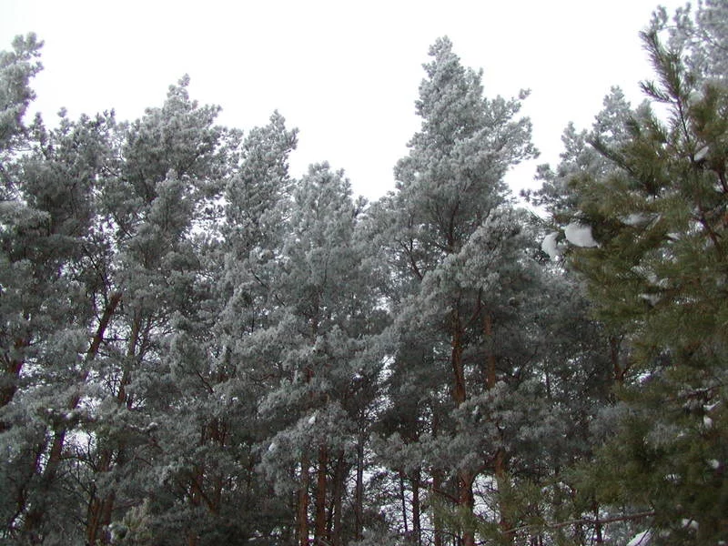 P1010065.webp