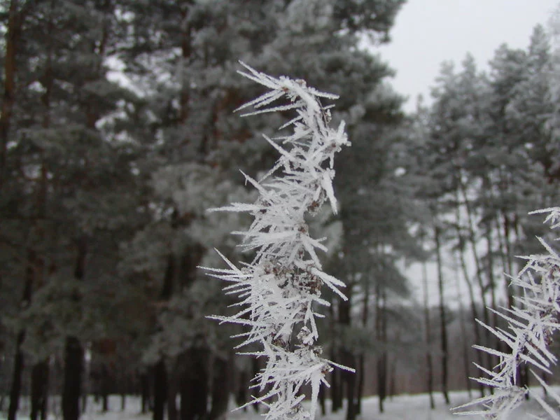 P1010067.webp