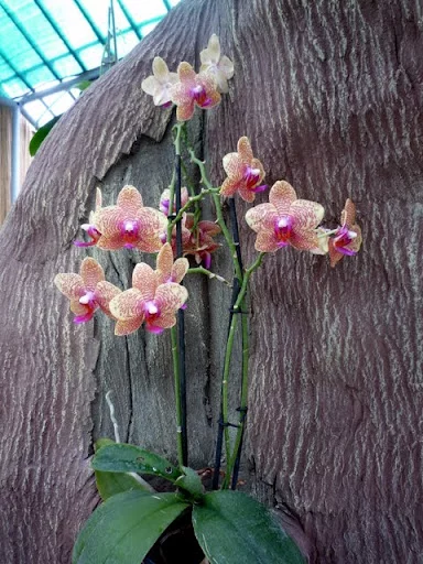 P1010411.webp