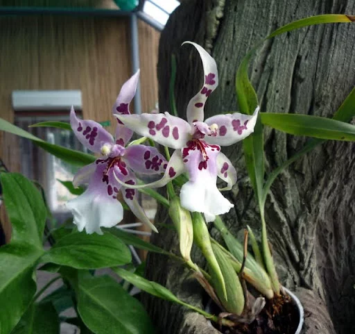 P1010415.webp