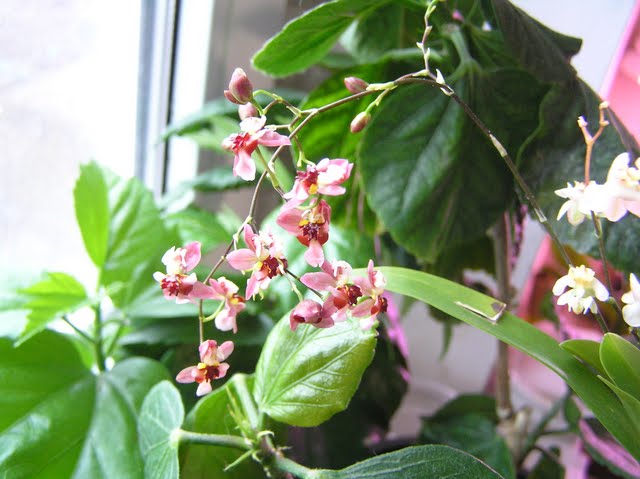 P1017351.jpg