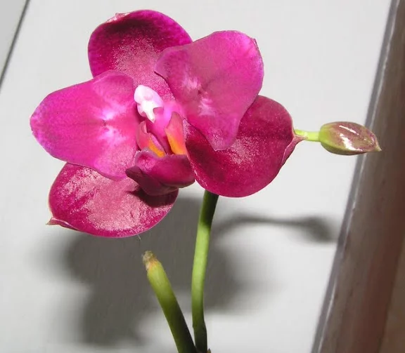 P1017362.webp