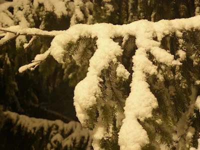 P1213264.webp