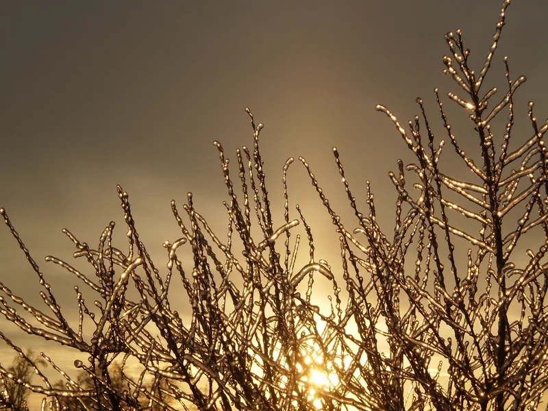P1260051.webp