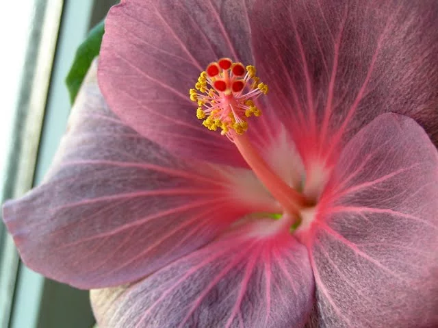 P2127502.webp