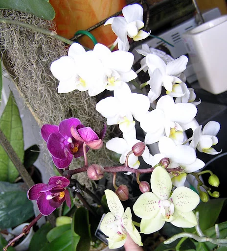 P2215384.webp
