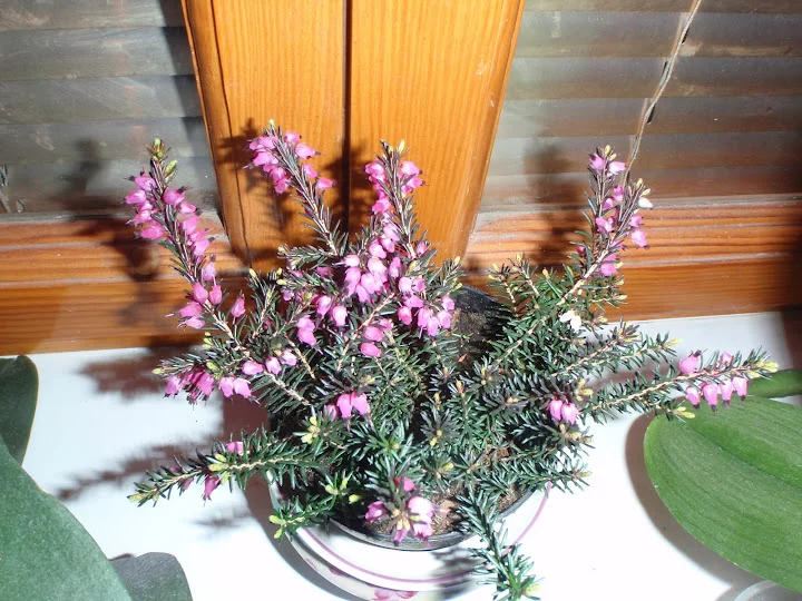 P3290087.webp