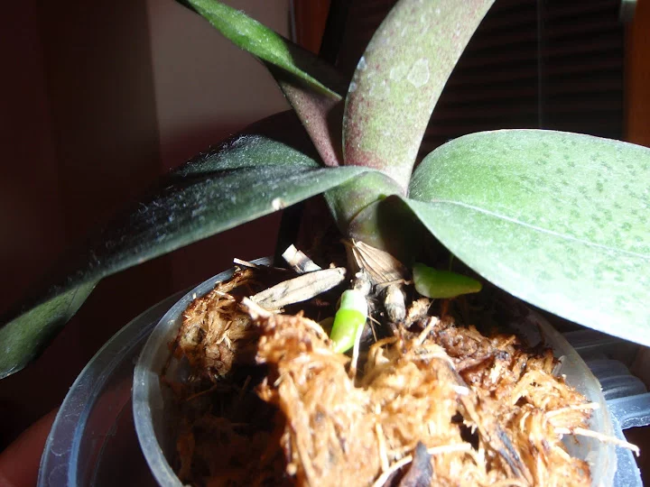 P3290090.webp