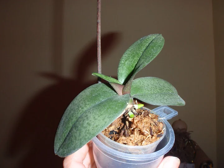 P3290091.webp