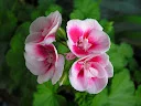 P3310230.webp