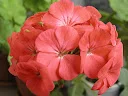 P3310240_1.webp