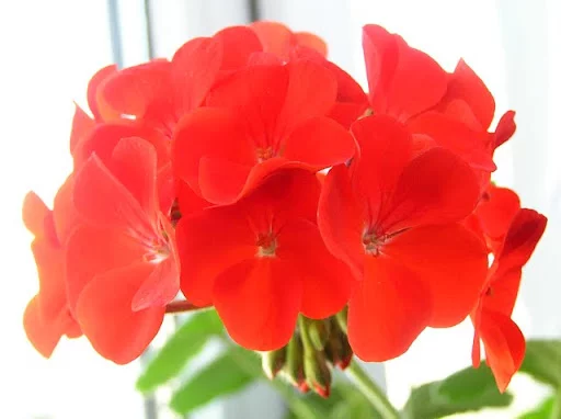 P3315665.webp