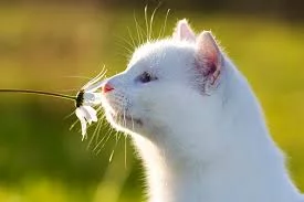 p3ONRPvkK60yUn9s1bEoOKm3HDppfuN01e2c71o226frvrygBA.webp