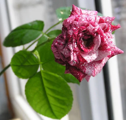 P4025700.webp