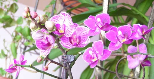 P4025716.webp