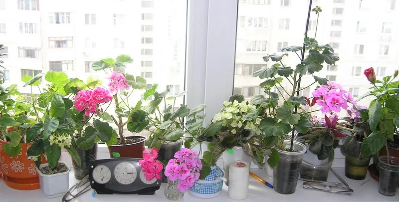 P4087931.webp