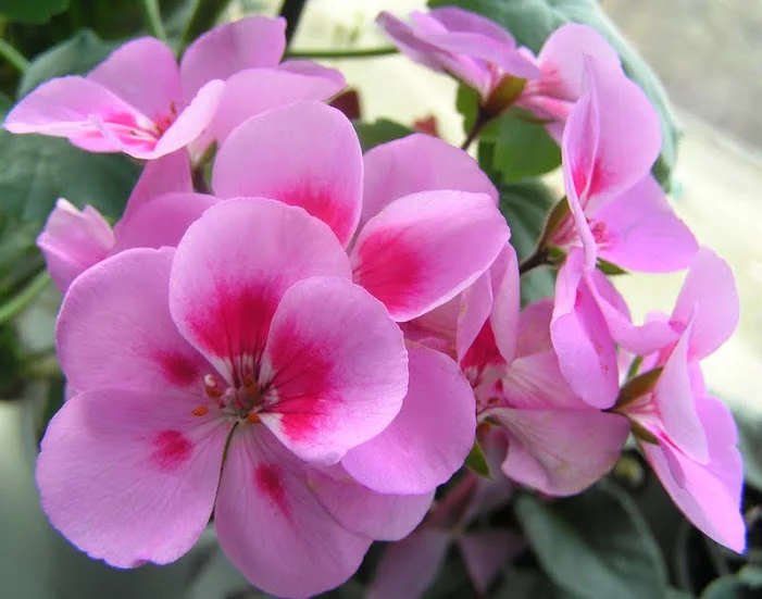 P4087943.webp