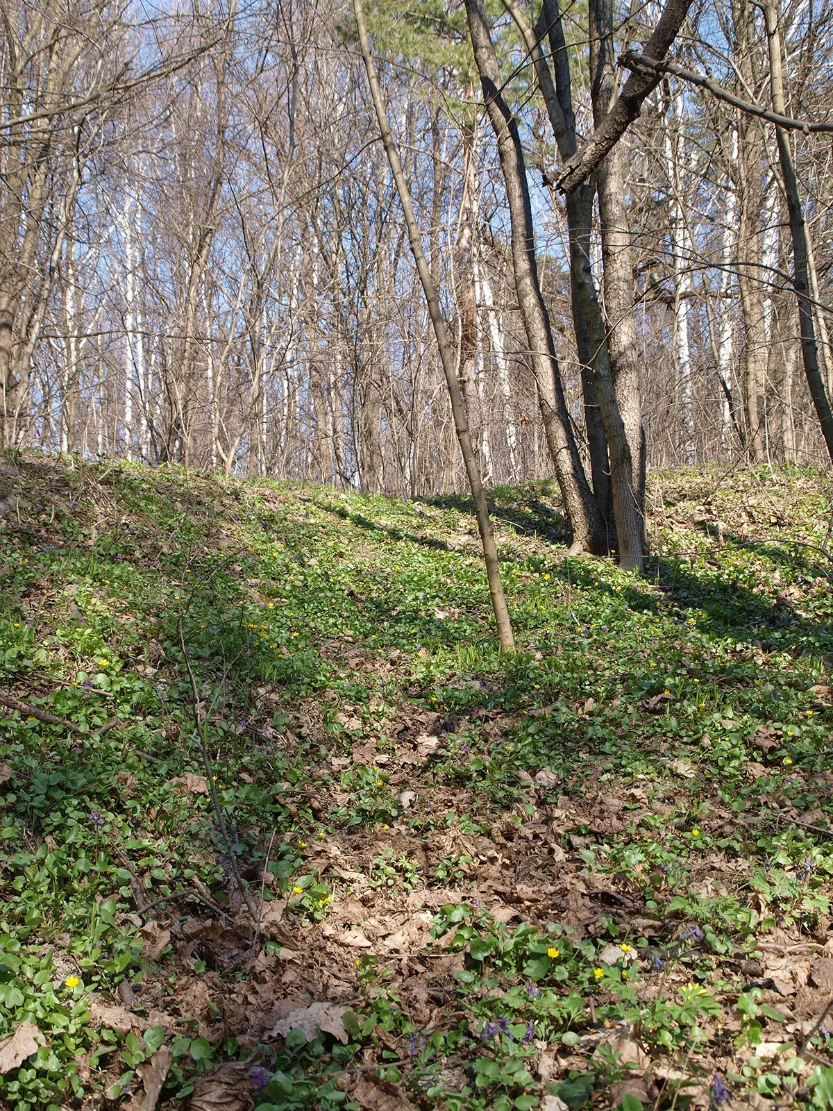 P4121946.webp