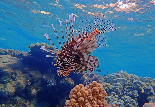 P4170404.webp