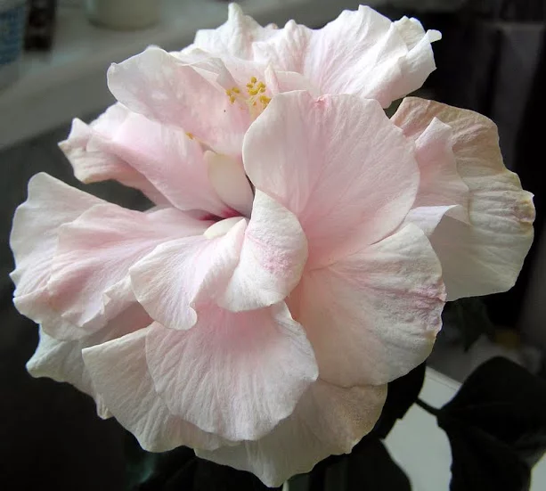 P4178076.webp