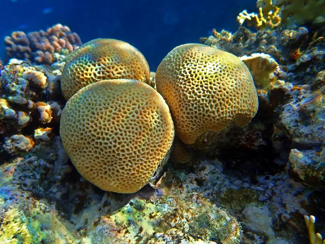 P4190873.webp