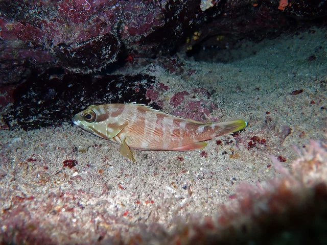 P4190923.webp