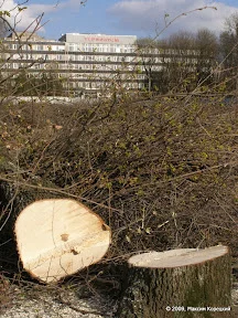 P4217421.webp