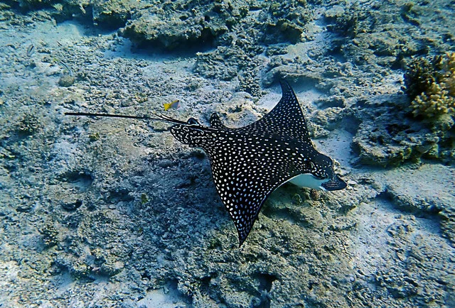P4232389.webp