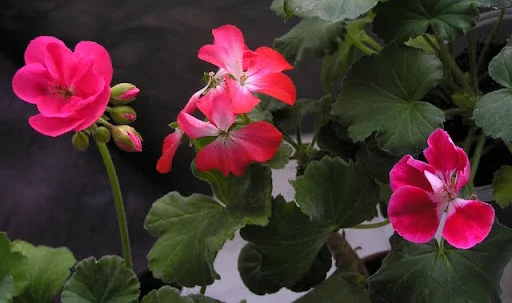 P4265888.webp