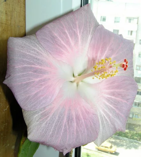 P4268224.webp