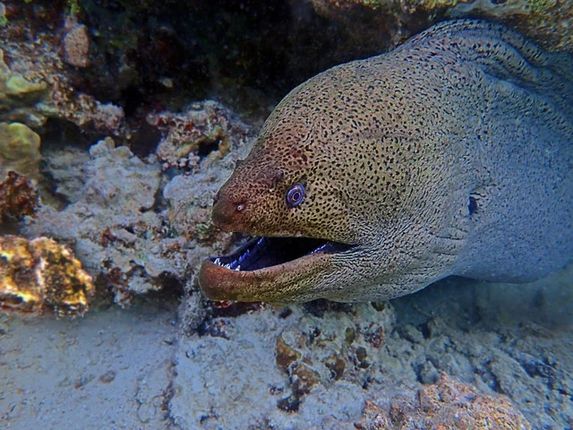 P4271077.webp