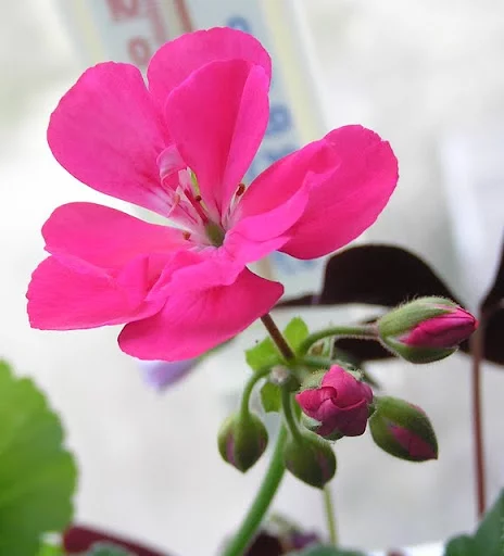P4275906.webp