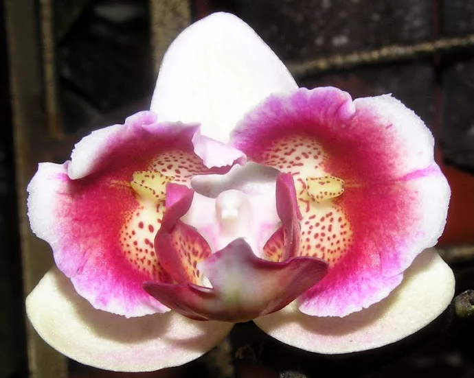 P4288275.webp