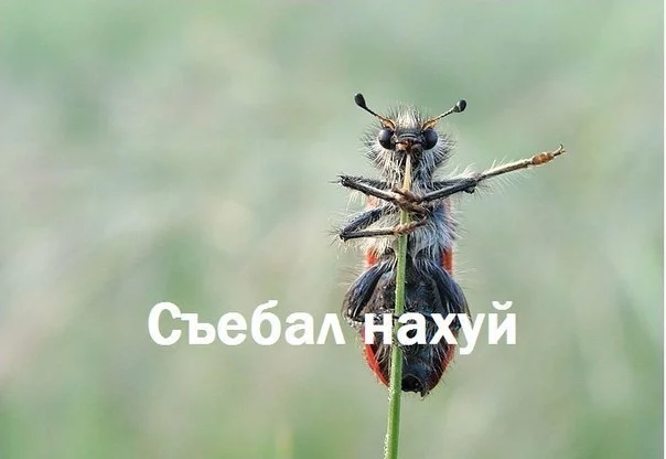 P4f9a8Cjyjo.webp