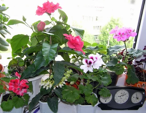 P5186166.webp