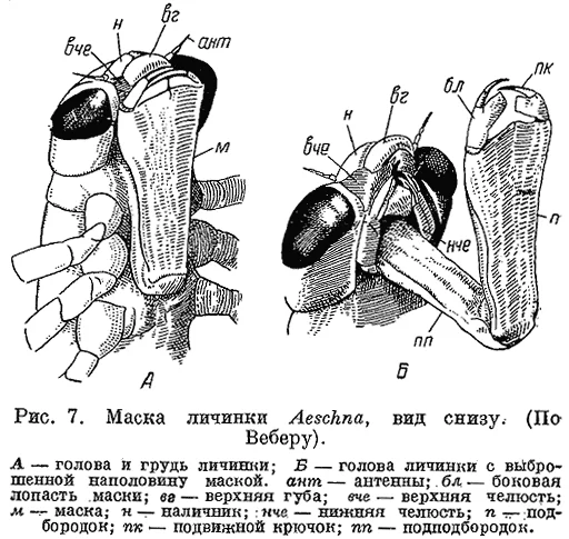 p7.webp