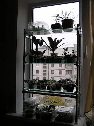 PA180947.webp