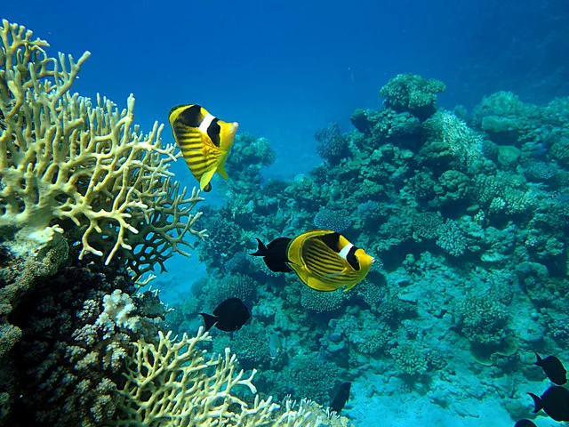 PA190062.webp