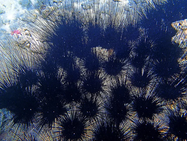 PA221384.webp