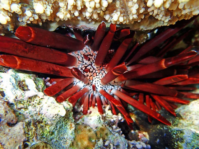 PA221509.webp