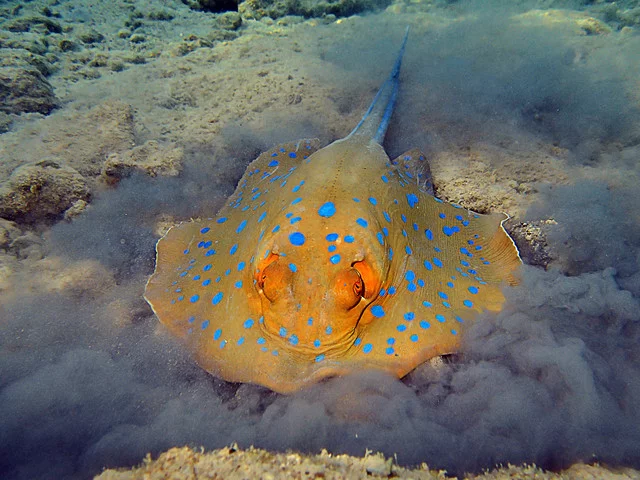 PA23167.webp