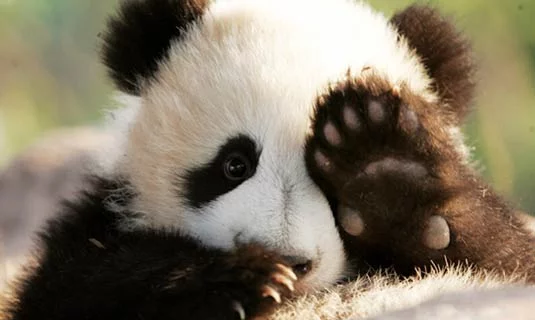 panda-paw.webp
