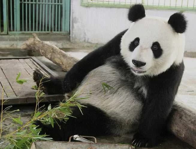 panda3.webp